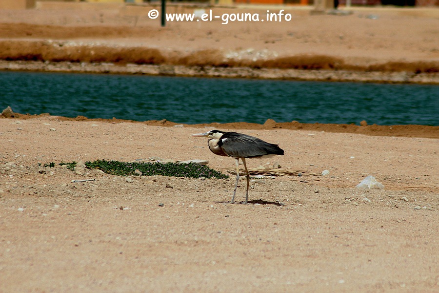 El Gouna Fishfarm 3637